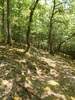 Bilder zum Loreley-Extratour Rundweg