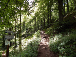 Felsenpfad Col de la Schlucht
