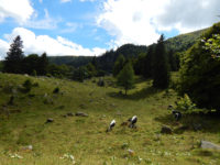 Ferme-Auberge Frankenthal