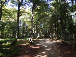 Felsenpfad Col de la Schlucht