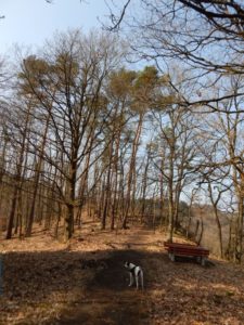 Traumschleife Ehrbachklamm am Saar-Hunsrück-Steig