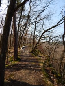 Traumschleife Ehrbachklamm am Saar-Hunsrück-Steig