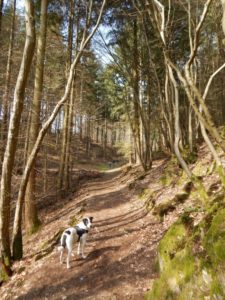 Traumschleife Ehrbachklamm am Saar-Hunsrück-Steig