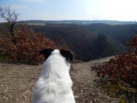 Traumschleife Ehrbachklamm am Saar-Hunsrück-Steig