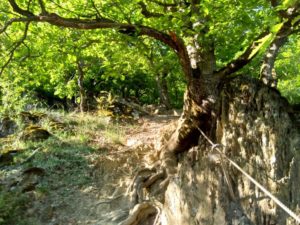 Mittelrhein-Klettersteig Boppard