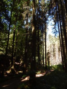 Traumschleife Altlayer Schweiz im Hunsrück