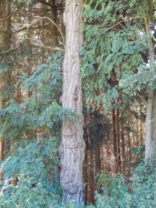 Traumschleife Altlayer Schweiz im Hunsrück