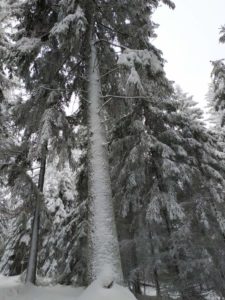 Schneeschuhwanderung Fichtelgebirge Haberstein, Große Kösseine, Burgsteinfelsen, Kaiser-Wilhelm-Felsen