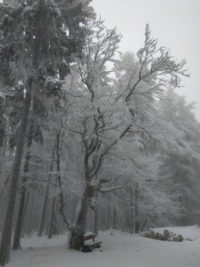 Schneeschuhwanderung Fichtelgebirge Haberstein, Große Kösseine, Burgsteinfelsen, Kaiser-Wilhelm-Felsen