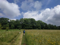 Wandern auf dem Bergmähwiesenpfad im Vogelsberg