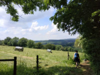 Wandern auf dem Bergmähwiesenpfad im Vogelsberg