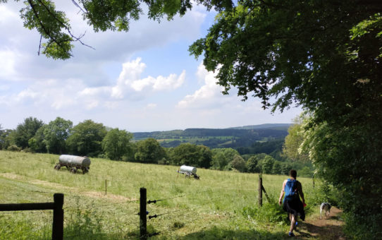 Wandern auf dem Bergmähwiesenpfad im Vogelsberg