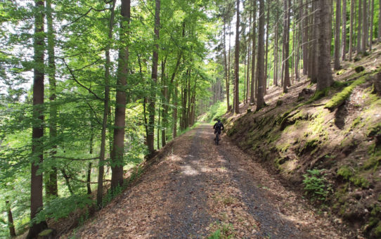 Mountainbiken auf den  Gerichtswald-Pfaden – Spessartbiken Tour 20