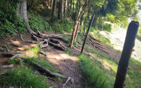 Mountainbike Trailtour Rosskopf Kandelhöhenweg Dreisam bei Freiburg