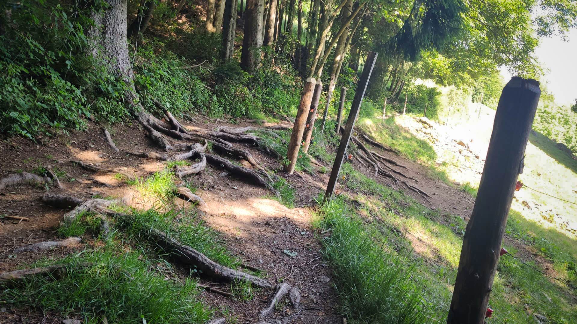 Mountainbike Trailtour Rosskopf Kandelhöhenweg Dreisam bei Freiburg